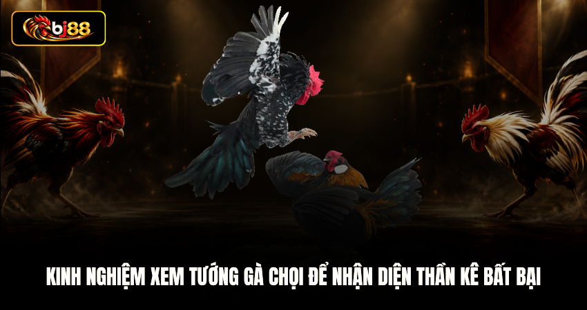 Kinh Nghiệm Xem Tướng Gà Chọi Để Nhận Diện Thần Kê Bất Bại
