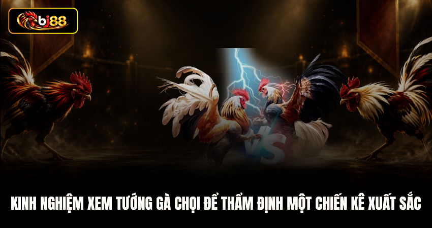 Kinh nghiệm xem tướng gà chọi để thẩm định một chiến kê xuất sắc