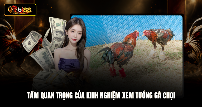Tầm quan trọng của kinh nghiệm xem tướng gà chọi